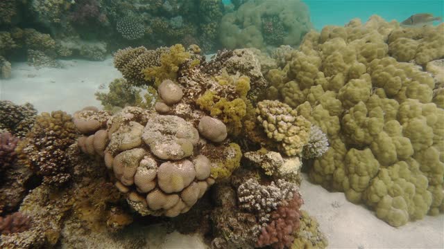珊瑚礁水下视频下载