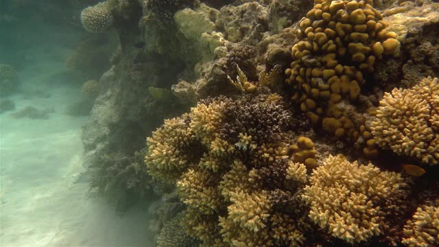 红海中的珊瑚礁视频下载