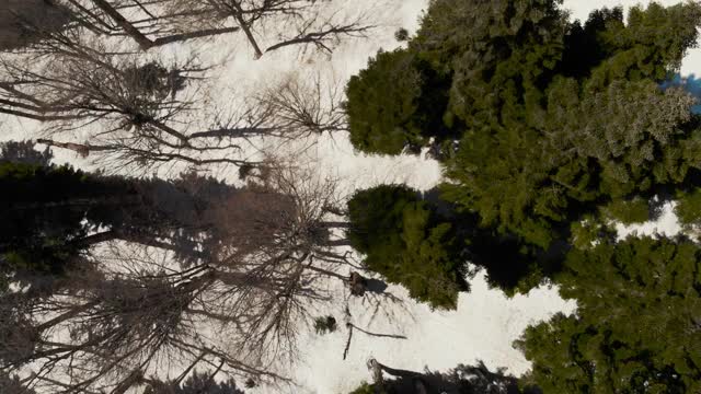 飞过白雪覆盖的冬日森林视频下载