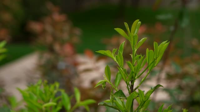 一种植物的绿叶闪闪发光。视频下载