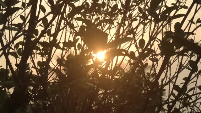 早晨的阳光透过树叶。森林林地环境的前景剪影由背光的阳光。自然之美主题背景。视频素材