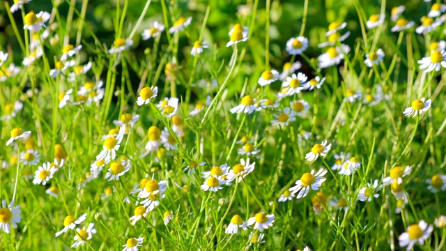 洋甘菊鲜花草甸。一片片洁白的雏菊在风中摇曳。生态系统、自然、动物群、环境的概念视频素材