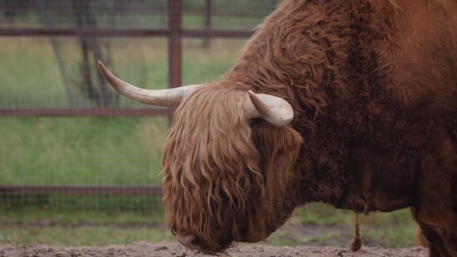 苏格兰高地的牛在畜栏里走着视频素材