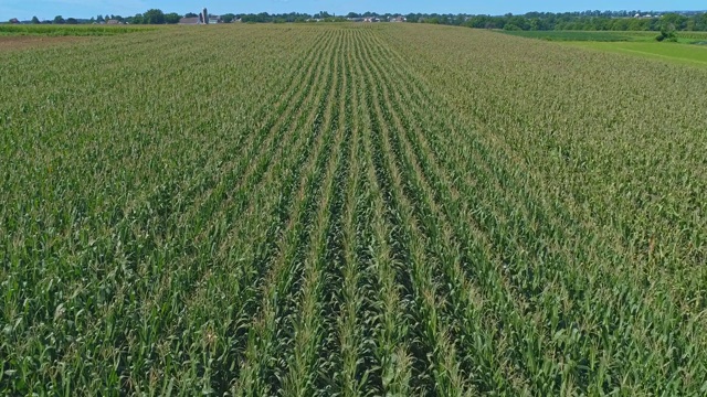鸟瞰图沿着绿色的玉米田视频素材