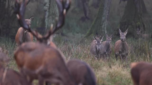 秋天森林里的鹿视频素材