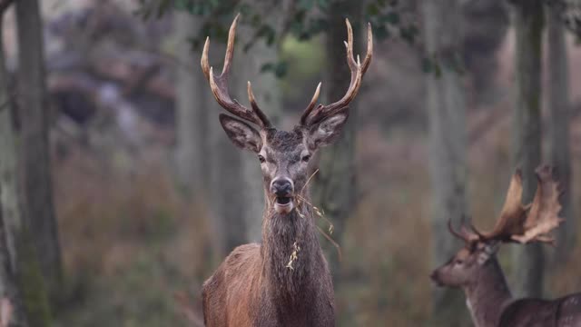 秋天森林里的鹿视频素材