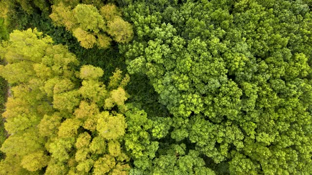 初秋森林鸟瞰图。绿色落叶乔木的森林视频素材