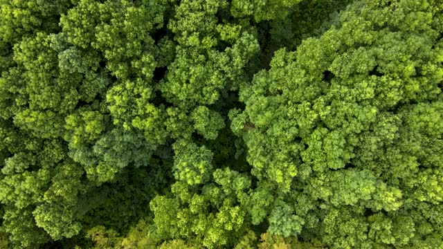 初秋森林鸟瞰图。绿色落叶乔木的森林视频素材