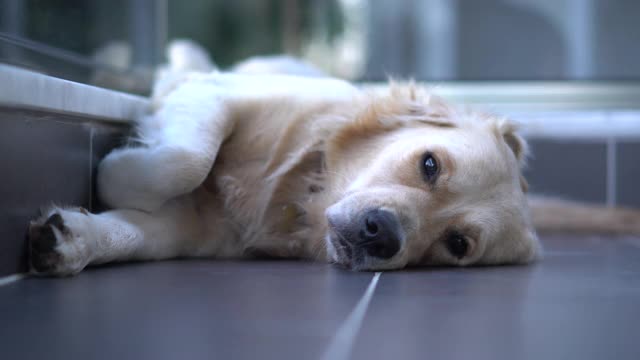 特写可爱的金毛猎犬和悲伤无聊的脸睡在地板上视频下载