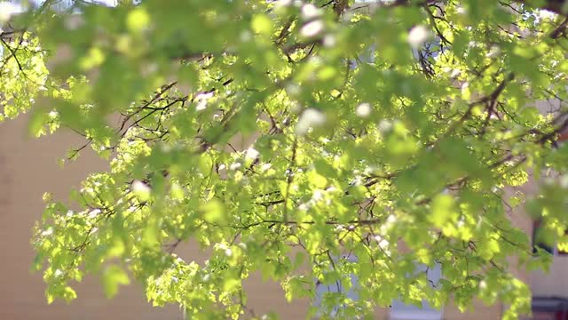 绿色和美丽的树木在春天的时间视频素材