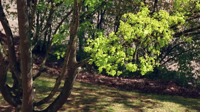 绿色和美丽的树木在春天的时间视频素材