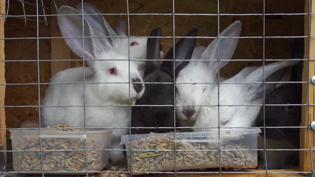 可爱的小白兔和小黑兔吃谷粒。高质量4k镜头视频素材