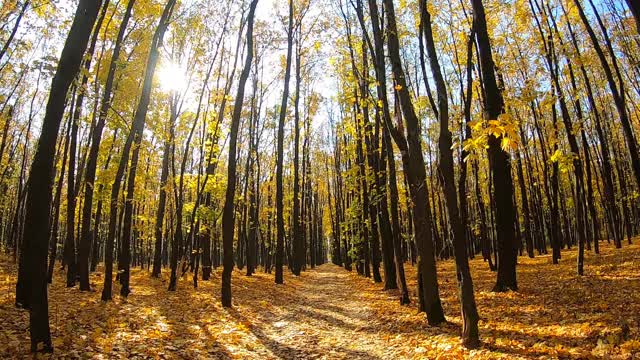 在空旷的城市公园里走动，明亮的阳光透过树干照耀着。黄色的枫叶躺在小路上。美丽的秋天的景色。彩色的背景。观点慢动作视频素材
