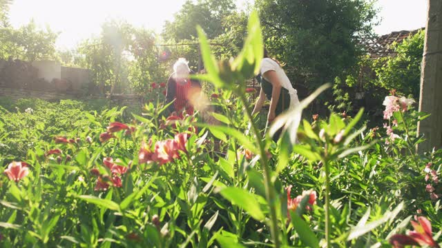 积极的老年妇女照顾蔬菜花园与她的孙女。在日落时检查绿色沙拉幼苗。视频素材