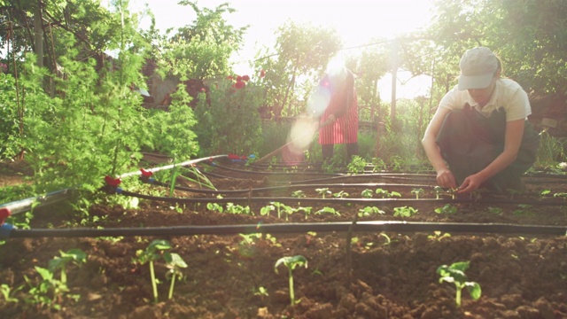 积极的老年妇女照顾蔬菜花园与她的孙女。在日落时检查绿色沙拉幼苗。视频下载