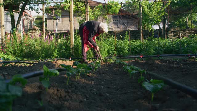 积极的老年妇女照顾蔬菜花园与她的孙女。在日落时检查绿色沙拉幼苗。视频素材