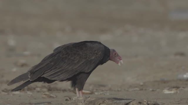 黑色和土耳其秃鹫视频下载