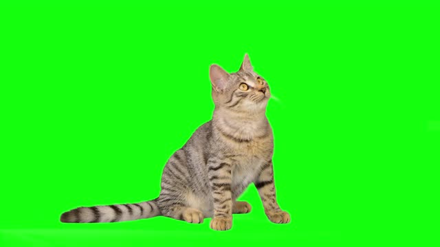 绿色屏幕上可爱的小虎斑猫视频下载
