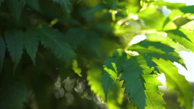 绿叶带着阳光，在绿色的自然森林里。视频购买