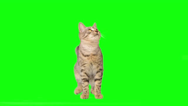 绿色屏幕上可爱的小虎斑猫视频下载