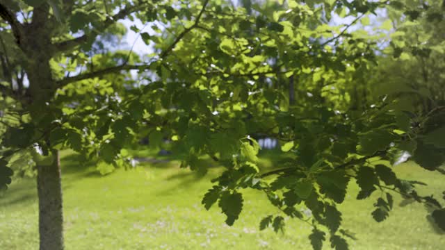 春天的公园里，绿色的橡树叶在风中摇曳视频素材