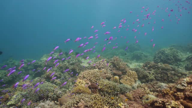 珊瑚礁的水下世界。视频素材