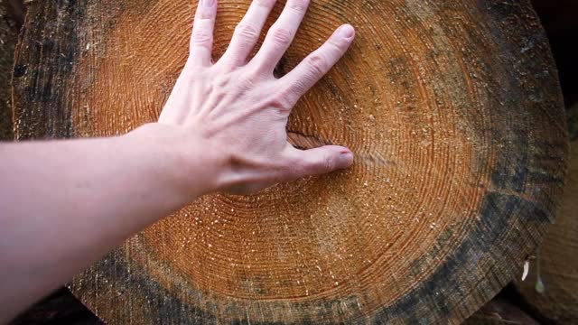 在锯木厂，一名男子的手触摸着砍下来的圆木。用手摸着粗糙的木头。视频下载