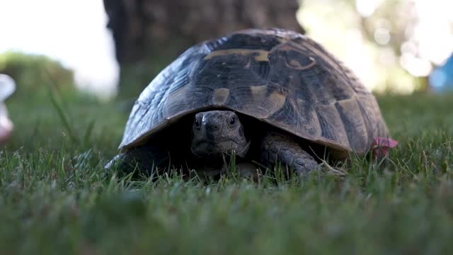 可爱的乌龟在草地上慢慢地走视频素材