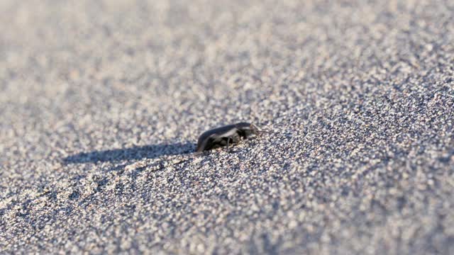 穿越沙漠的黑暗甲虫视频素材