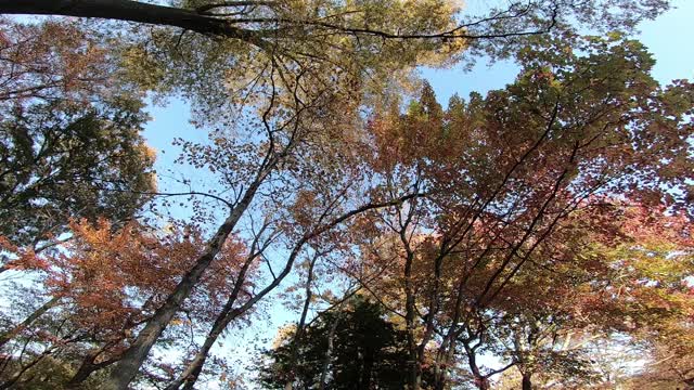 秋天的风景树在秋天。视频素材