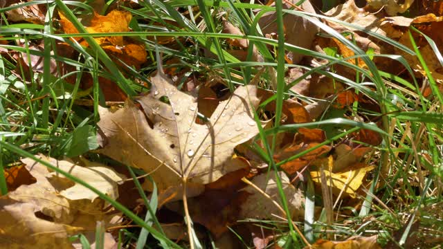 落满露珠的落叶在静静的绿草地上视频素材