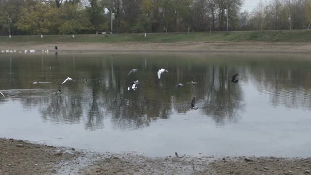 一群鸽子在池塘上空飞翔视频素材