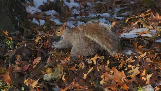 在中央公园的自然背景下，红松鼠正在棕色的落叶上追逐食物视频素材