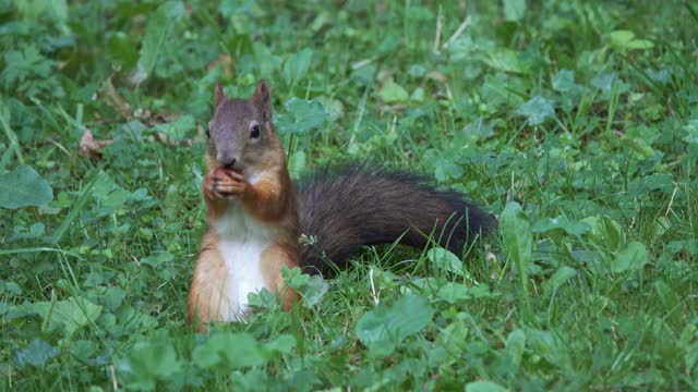 夏天公园里有坚果的松鼠视频素材