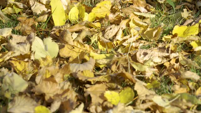 枯叶散落在地上视频素材