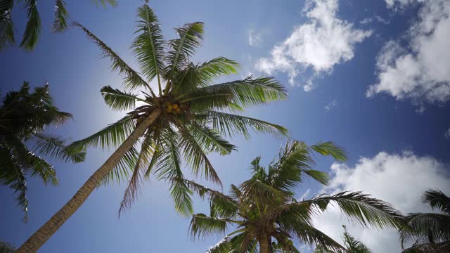 低角度的椰子树在海滩上视频下载