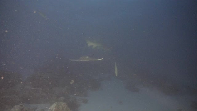 马尔代夫暗礁上的黄貂鱼视频素材