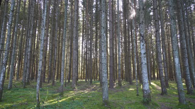 在一个阳光明媚的日子里，森林里高大的松树视频素材