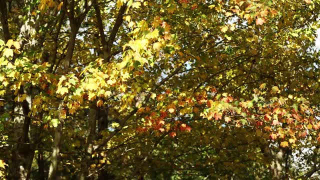 秋天的枫叶，天空湛蓝。4 k视频下载