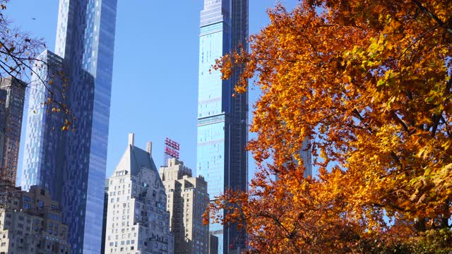 2020年11月10日，纽约市中央公园，无数秋叶从秋色树上飘落。视频素材
