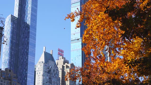 2020年11月10日，纽约市中央公园，许多秋色树叶从秋色树上飘落。视频素材