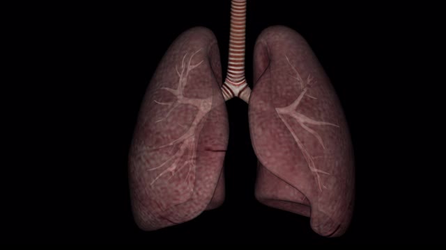 肺模拟视频下载