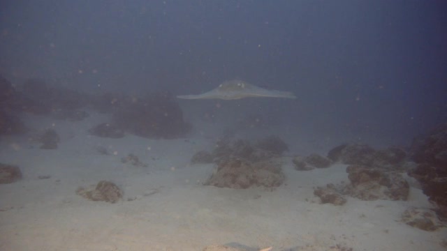 黄貂鱼聚集在马尔代夫的珊瑚礁上视频素材