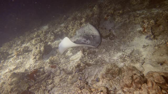 黄貂鱼聚集在马尔代夫的珊瑚礁上视频素材