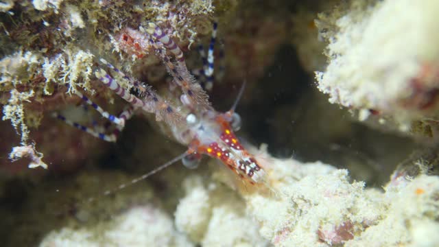 马尔代夫珊瑚礁上的大理石虾视频素材