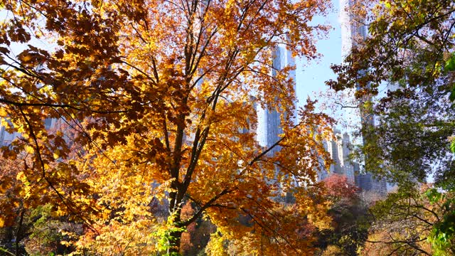 2020年11月10日，纽约市中央公园，无数秋叶从秋色树上飘落。视频素材