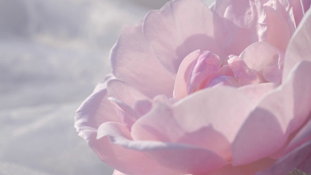 粉红玫瑰背景，宁静的自然背景视频素材