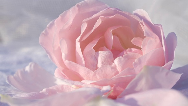 粉红玫瑰背景，宁静的自然背景视频下载