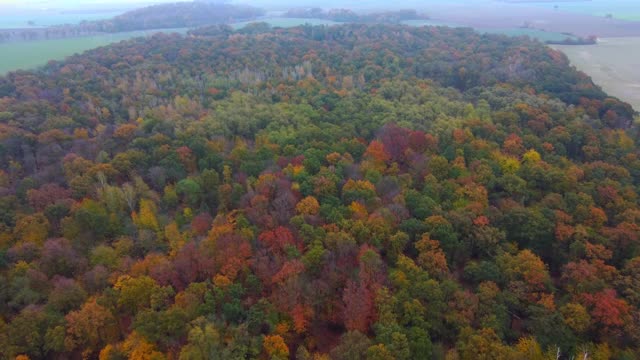 秋天的森林里，五颜六色的树木在树林里——无人机拍摄的航拍视频。橙色，黄色，红色。视频素材