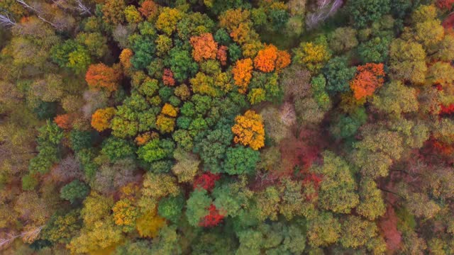 秋天的森林里，五颜六色的树木在树林里——无人机拍摄的航拍视频。橙色，黄色，红色。视频素材
